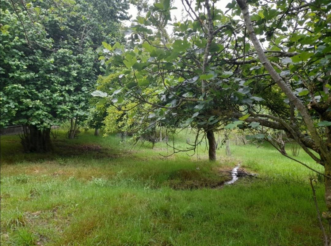 A Casa Dos Avos Villa Celanova Eksteriør bilde